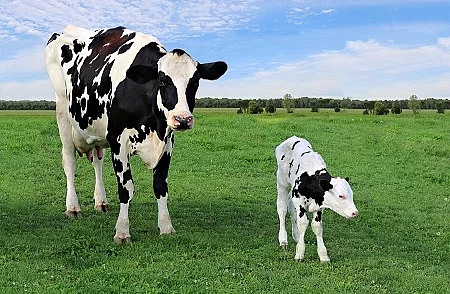 Holstein cow standing with newborn calf in the field on a sunny 