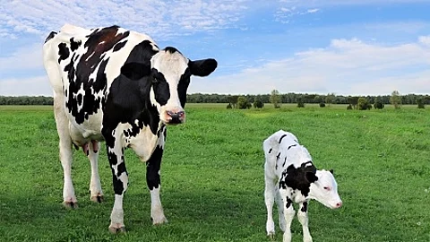 Holstein cow standing with newborn calf in the field on a sunny 