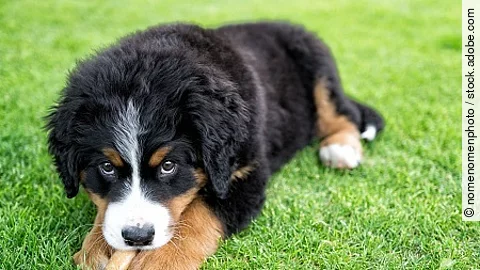 eating bernese mountain dog puppy
