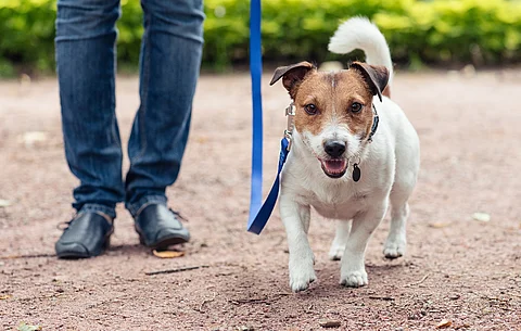 Jack Russel an der Leine