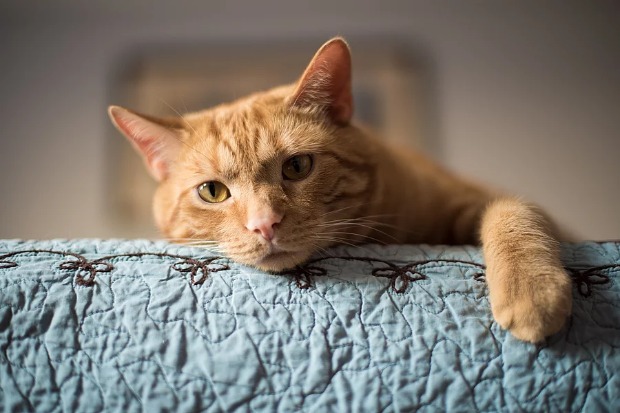 Eine Katze liegt auf eine, Bett. Auf dem Bett liegt eine blaue Überdecke. Die Katze hat rot-orangenes Fell und streckt eine Pfote nach vorne. 