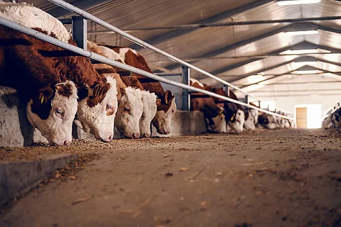 Eine Vielzahl von Rindern steht in einem Stall und frisst. Das Futter ist auf einem Fressgang. Die Kühe haben braun-weißes Fell.
