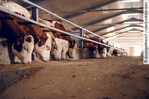 Eine Vielzahl von Rindern steht in einem Stall und frisst. Das Futter ist auf einem Fressgang. Die Kühe haben braun-weißes Fell.