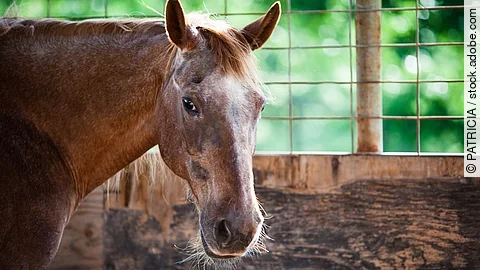 Braunes Pferd im Stall, das in Richtung Kamera blickt.