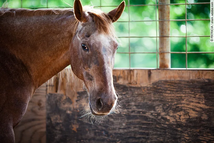Braunes Pferd im Stall, das in Richtung Kamera blickt.