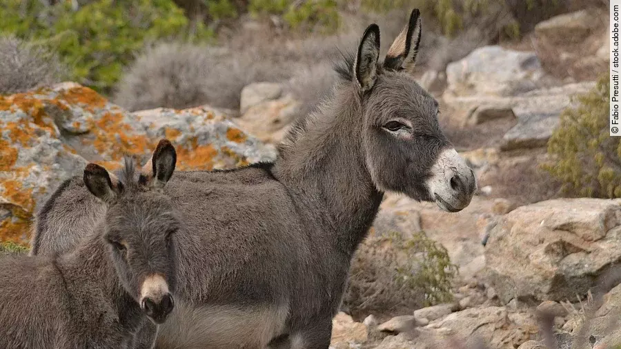 Zwei graue Esel stehen in einer steinigen Landschaft mit einigen grünen Sträuchern.