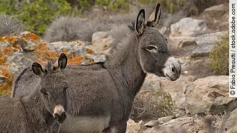 Zwei graue Esel stehen in einer steinigen Landschaft mit einigen grünen Sträuchern.
