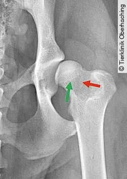 Kragen-und Morganlinie