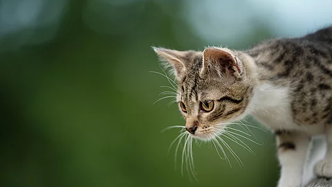 Eine Katze ist draußen unterwegs.