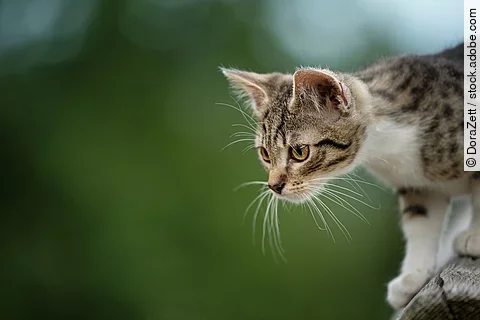 Eine Katze ist draußen unterwegs.
