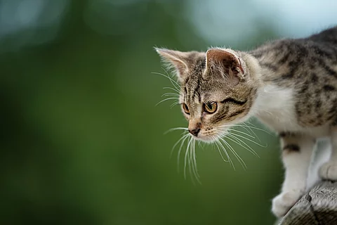 Eine Katze ist draußen unterwegs.