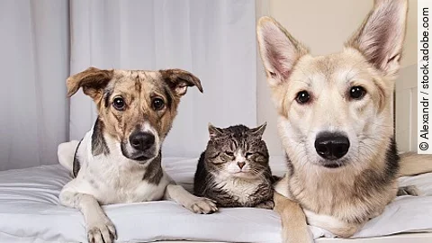 Dogs and old cat resting on sofa