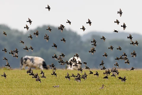 Vögel