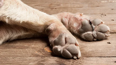 Porträt von Pfoten eines liegenden Hundes auf Holzboden
