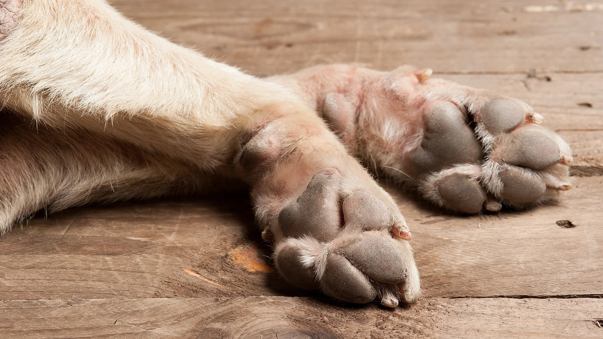 Porträt von Pfoten eines liegenden Hundes auf Holzboden