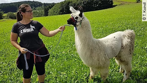 Anja Kaindl steht auf einer grünen Wiese und hält ein weißes Alpaka mit Halfter und Strick.