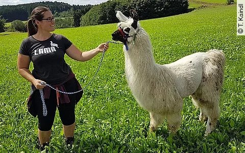 Anja Kaindl steht auf einer grünen Wiese und hält ein weißes Alpaka mit Halfter und Strick.