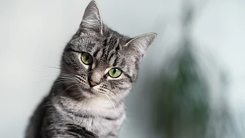 Katze