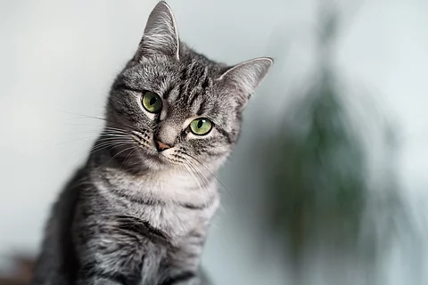 Katze