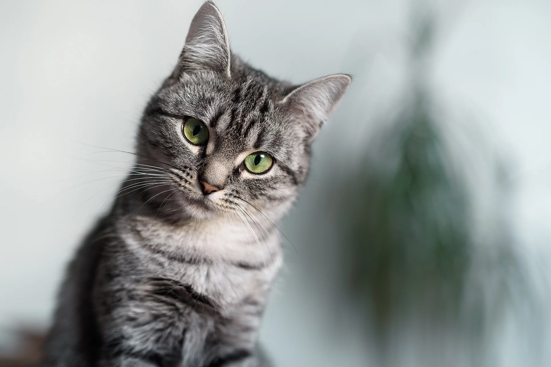 Katze
