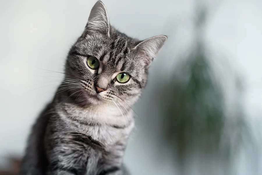 Katze