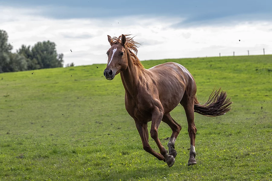 Pferd auf der Wiese