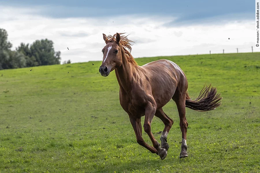 Pferd auf der Wiese Pferd auf der Wiese