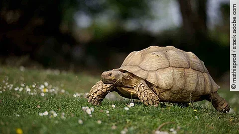 Sulcata tortue géante africaine - nature herbe printemps soleil