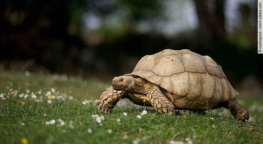 Sulcata tortue géante africaine - nature herbe printemps soleil