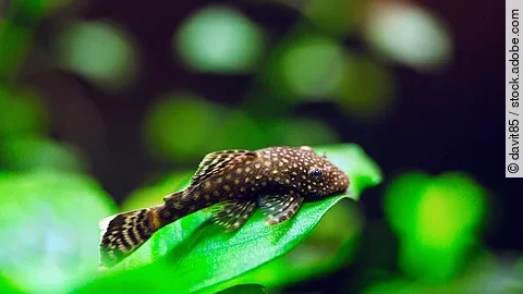 Ein Wels schwimmt in einem Aquarium.