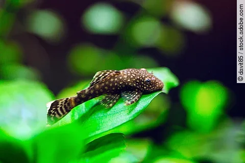 Ein Wels schwimmt in einem Aquarium.