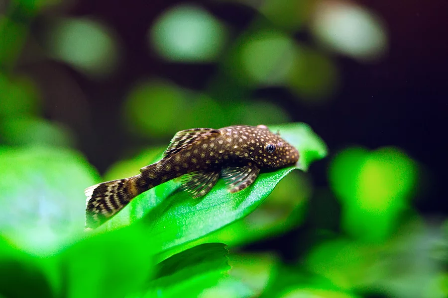 Ein Wels schwimmt in einem Aquarium.