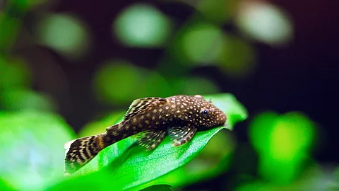 Ein Wels schwimmt in einem Aquarium.
