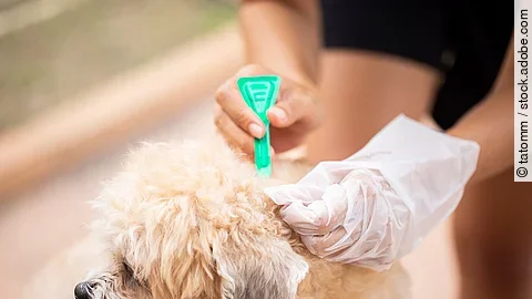 Eine Person trägt mit einer kleinen grünen Pipette ein Spot-on-Mittel gegen Parasiten auf das Fell eines kleinen, flauschigen Hundes auf. Die Person trägt einen Einweghandschuh und hält das Fell des Hundes auseinander, um die Lösung direkt auf die Haut aufzutragen. Der Hund wirkt entspannt.