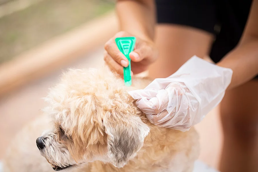 Eine Person trägt mit einer kleinen grünen Pipette ein Spot-on-Mittel gegen Parasiten auf das Fell eines kleinen, flauschigen Hundes auf. Die Person trägt einen Einweghandschuh und hält das Fell des Hundes auseinander, um die Lösung direkt auf die Haut aufzutragen. Der Hund wirkt entspannt.