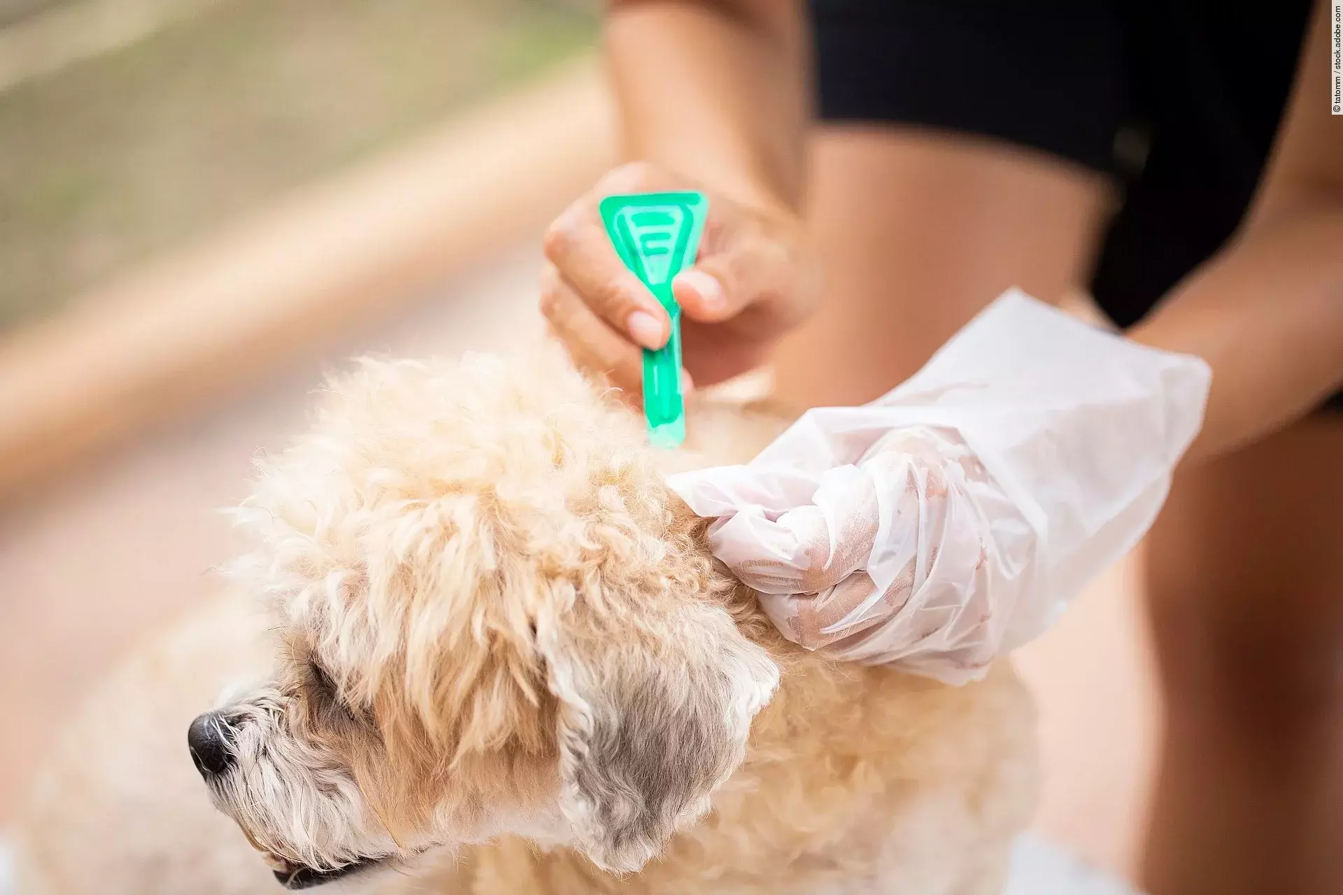 Eine Person trägt mit einer kleinen grünen Pipette ein Spot-on-Mittel gegen Parasiten auf das Fell eines kleinen, flauschigen Hundes auf. Die Person trägt einen Einweghandschuh und hält das Fell des Hundes auseinander, um die Lösung direkt auf die Haut aufzutragen. Der Hund wirkt entspannt.