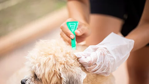 Eine Person trägt mit einer kleinen grünen Pipette ein Spot-on-Mittel gegen Parasiten auf das Fell eines kleinen, flauschigen Hundes auf. Die Person trägt einen Einweghandschuh und hält das Fell des Hundes auseinander, um die Lösung direkt auf die Haut aufzutragen. Der Hund wirkt entspannt.