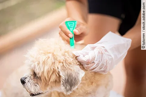 Eine Person trägt mit einer kleinen grünen Pipette ein Spot-on-Mittel gegen Parasiten auf das Fell eines kleinen, flauschigen Hundes auf. Die Person trägt einen Einweghandschuh und hält das Fell des Hundes auseinander, um die Lösung direkt auf die Haut aufzutragen. Der Hund wirkt entspannt.