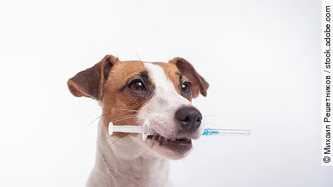 Ein kleiner Jack Russel Terrier mit braunen Ohren steht vor einem weißen Hintergrund und hält eine Spritze im Maul.