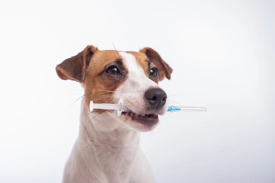 Ein kleiner Jack Russel Terrier mit braunen Ohren steht vor einem weißen Hintergrund und hält eine Spritze im Maul. Ein kleiner Jack Russel Terrier mit braunen Ohren steht vor einem weißen Hintergrund und hält eine Spritze im Maul.