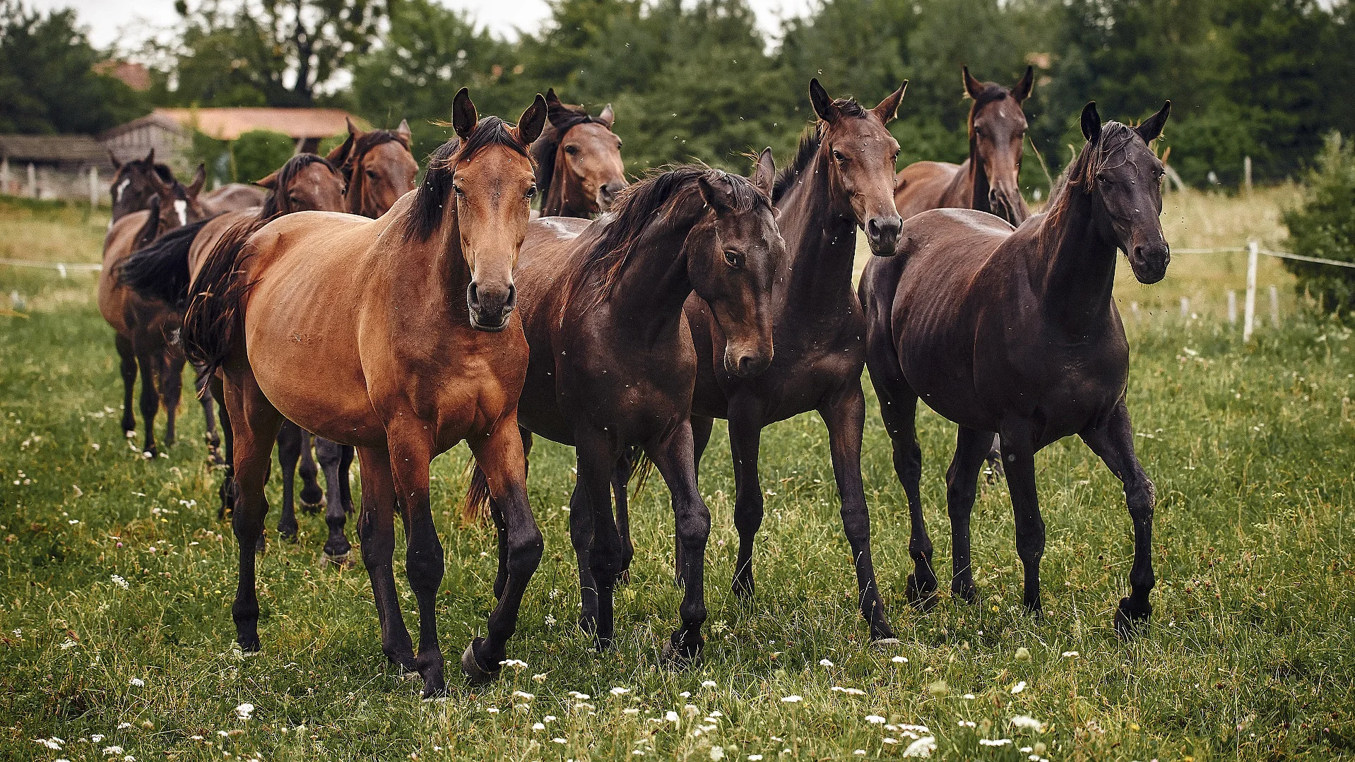 Eine Pferdeherde trabt gemeinsam auf der einer grünen Weide mit vereinzelten Blumen.