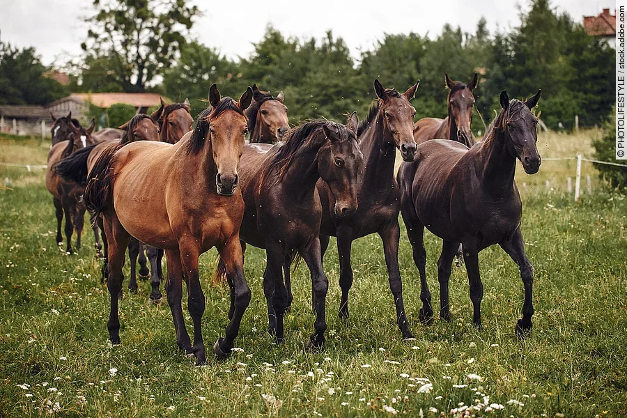 Pferde auf der Weide