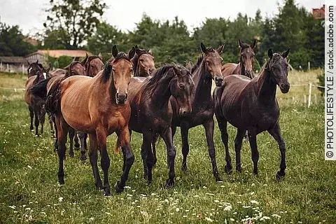 Pferde auf der Weide