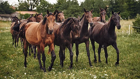 Eine Pferdeherde trabt gemeinsam auf der einer grünen Weide mit vereinzelten Blumen.