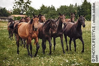 Pferde auf der Weide