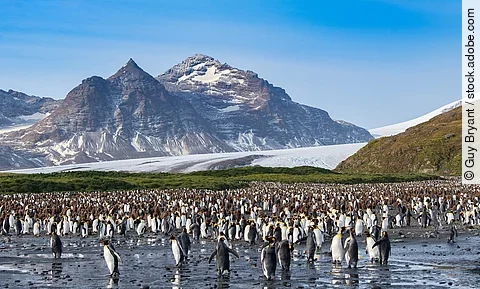 Kaiserpinguine