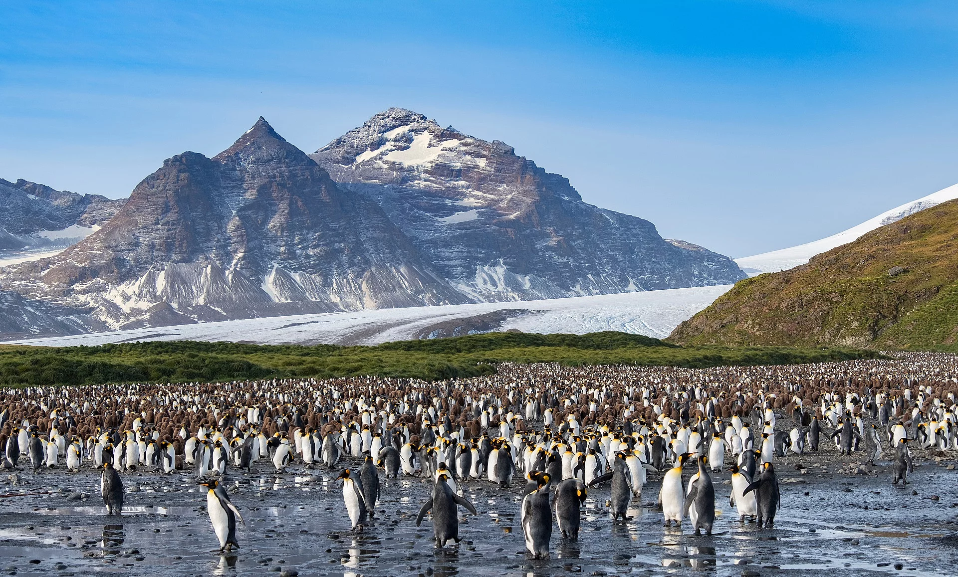 Kaiserpinguine