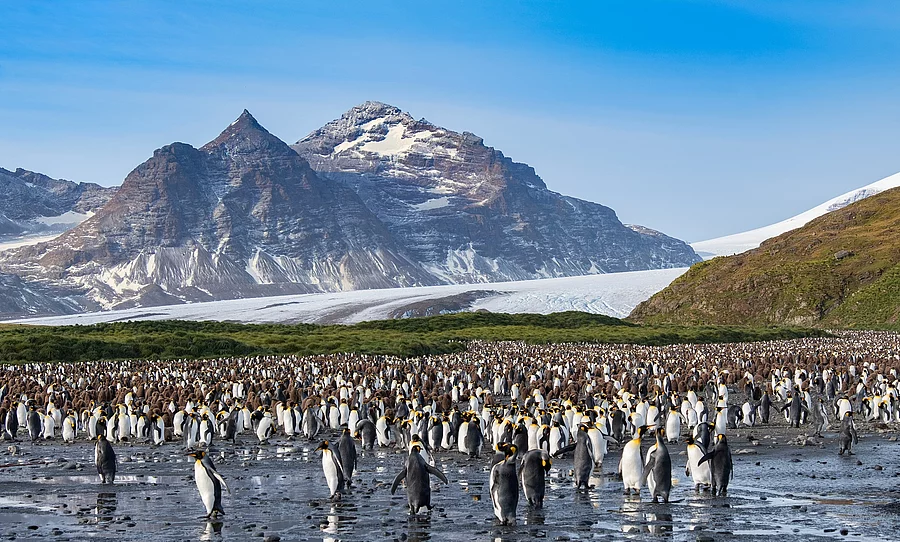 Kaiserpinguine