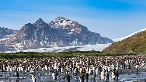 Kaiserpinguine