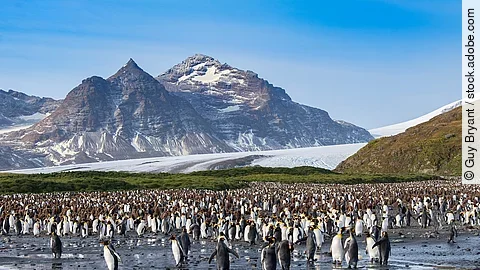 Kaiserpinguine